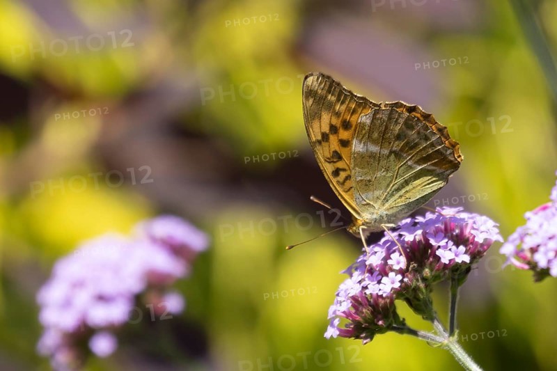 Silver-washed fritillary butterfly (Argynnis paphia) adult insect feeding on a purple garden Verbena flower, Suffolk, England, United Kingdom, Europe
