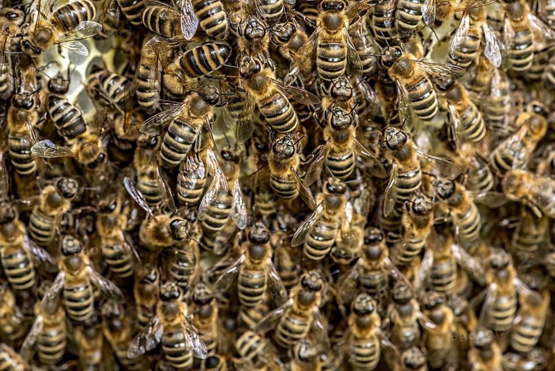 Bee colony, many bees, Western or European honey bee (Apis mellifera), wild construction of natural honeycomb outside of beehive, beeswax, fresh, white, honeycomb, Nidda, Wetterau, Hesse, Germany, Europe