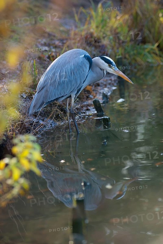 Grey Heron or Great Egret (Ardea cinerea cinerea) standing crouched in the shallow water on the shore of a lake, lurking for prey and looking intently into the water in front of him, vegetation with autumn colours all around, clear reflection in the water, Hesse, Germany, Europe