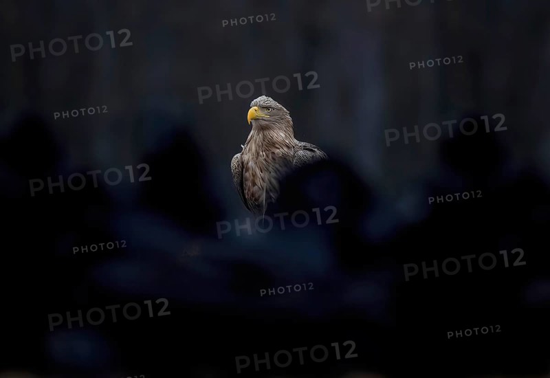 White-tailed eagle (Haliaeetus albicilla) foraging, surrounded by ravens, food envy, ravens, winter feeding, large water area, lake landscape, adult bird, plumage care, Kampinoski National Park, Poland, Europe