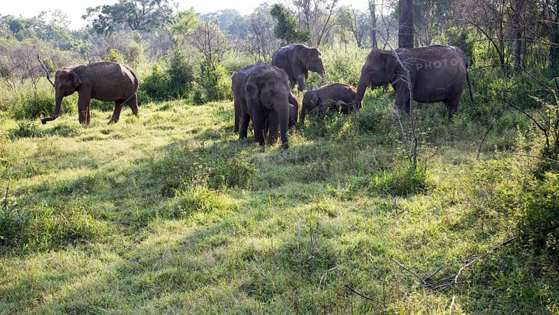 Wild elephants in Hurulu Eco Park biosphere reserve, Habarana, Anuradhapura District, Sri Lanka, Asia