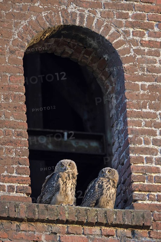Eurasian eagle-owl (Bubo bubo), fledglings, in an old window of the Malakow tower, industrial wasteland, Ewald colliery, Herten, Ruhr area, North Rhine-Westphalia, Germany, Europe