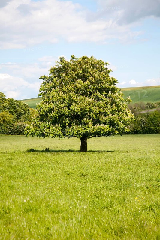 Candelabra of summer flowers on a horse chestnut tree, Aesculus hippocastanum, standing in a grassy field, near All Cannings, Wiltshire, England, United Kingdom, Europe