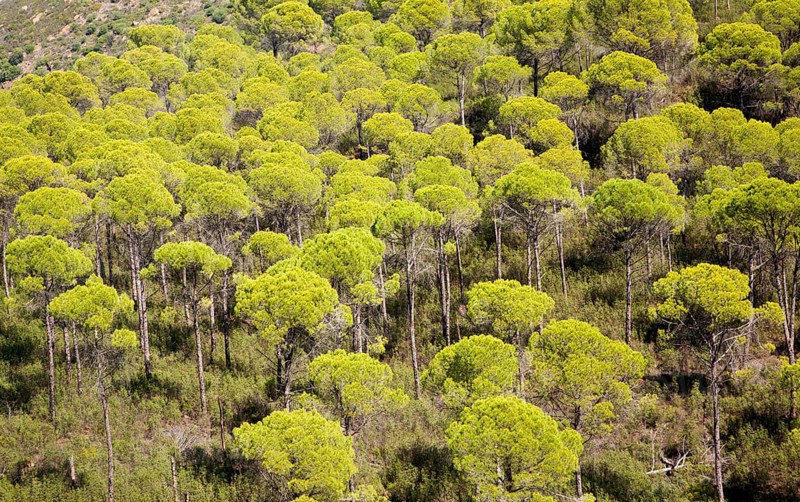 Forest of stone or umbrella pines, Pinus pinea, in the Rio Tinto river valley, Minas de Riotinto, Huelva, Spain, Europe