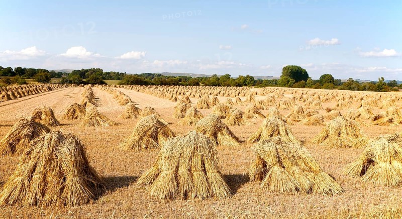 Wheat stooks harvested for thatching standing drying in a field after harvesting, Marden, Wiltshire, England, United Kingdom, Europe