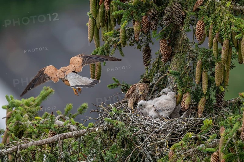 Common kestrel (Falco tinnunculus), female adult bird feeding young birds not yet ready to fly in the nest, Rhineland-Palatinate, Germany, Europe