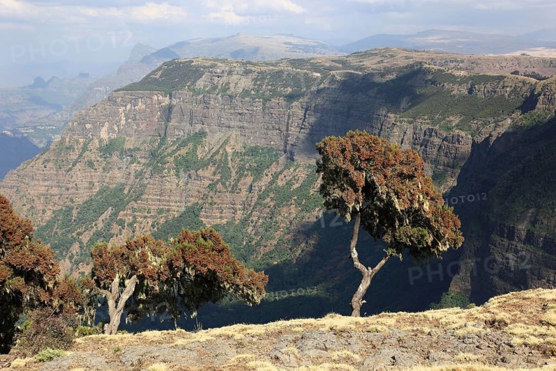 In the highlands of Abyssinia, in the Semien Mountains, landscape in the Semien Mountains National Park, Baumerika, Erica Arborea, Ethiopia, Africa