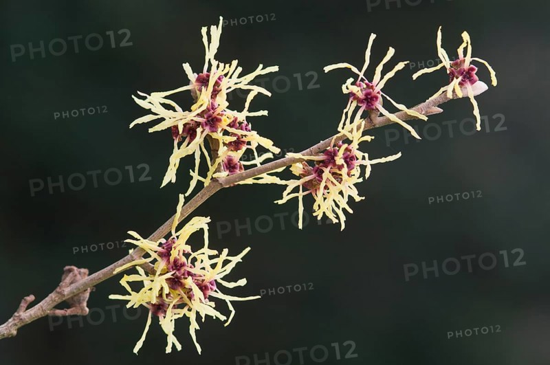 Witch hazel (Hamamelis mollis Pallida), Emsland, Lower Saxony, Germany, Europe