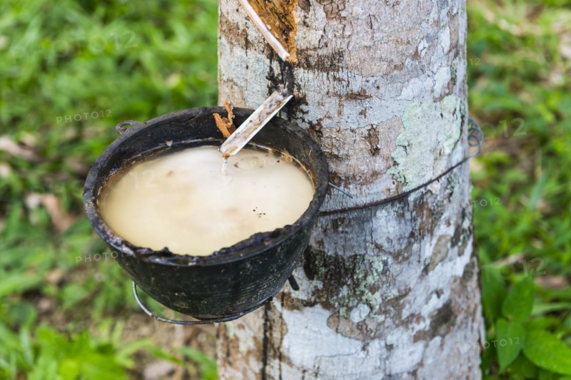 Rubber plantation, chewing gum, rubber tree, nature, plant, harvest, cultivation, extraction, useful plant, bark, tropics, tropical tree, economy, economic sector, industry, agriculture, raw material, raw material extraction, latex, tropical, Thailand, Asia