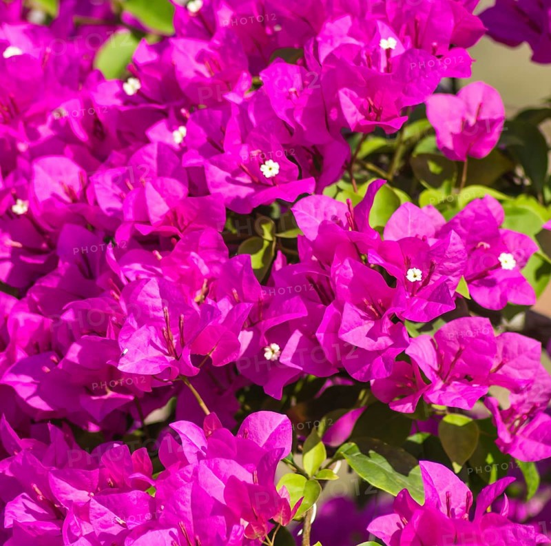 Blooming purple bougainvillea in the tropical garden