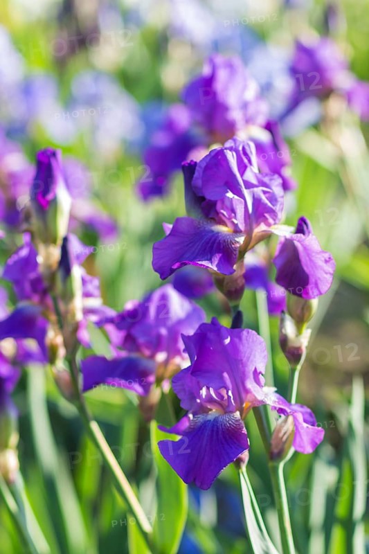 Colorful purple irises in a botanical garden