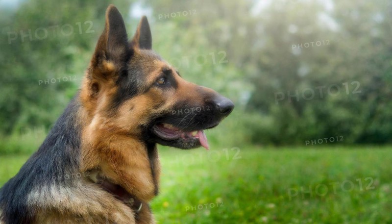 Pets, Dog, German Shepherd, AI-generated, AI generated