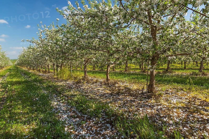 Orchard of Malus domestica, Apple trees with white flower blossoms in spring, Quebec, Canada, North America