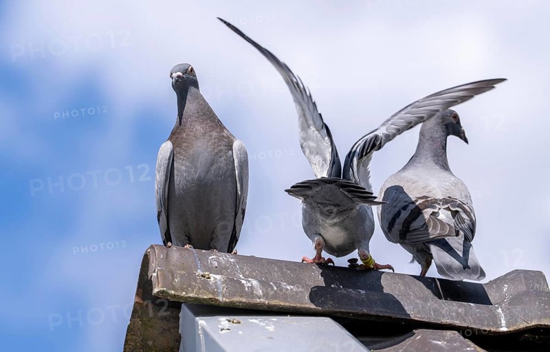 Carrier pigeons, on a pigeon loft, pigeon fancier, Mülheim, North Rhine-Westphalia, Germany, Europe