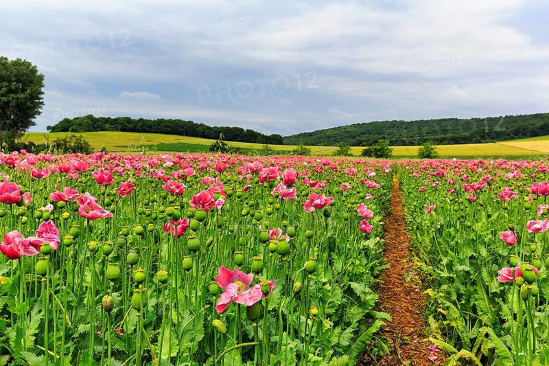Hiking trail in opium poppy (Papaver somniferum), cultivation of edible poppy, poppy field, pink flowers and seed capsules, Germerode, Meißner, Geo-nature park Park Frau-Holle-Land, Hesse, Germany, Europe