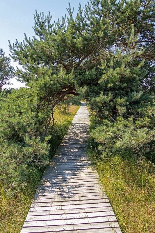Wooden footbridge, trees, pine trees, circular hiking trail, nature reserve, Darßer Ort, Born a. Darß, Mecklenburg-Western Pomerania, Germany, Europe