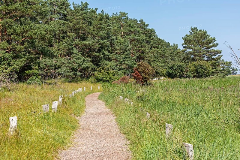 Trees, reed grass, circular hiking trail, Darßer Ort, Born a. Darß, Mecklenburg-Western Pomerania, Germany, Europe