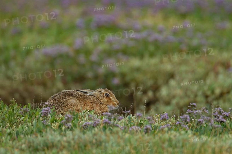 Brown hare (Lepus europaeus) adult animal amongst Sea lavender flowers in the summer, Suffolk, England United Kingdom