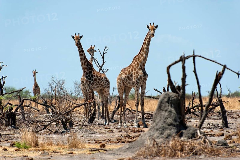 Giraffe (Giraffa camelopardalis), herd, group, dryness, steppe, heat, Chose National Park, Botswana, Africa