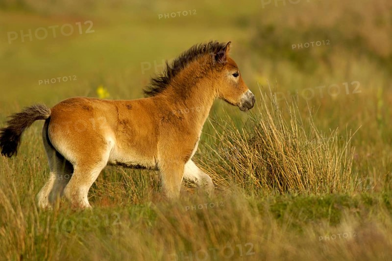 Exmoor pony, Texel Island, Texel Island, Netherlands