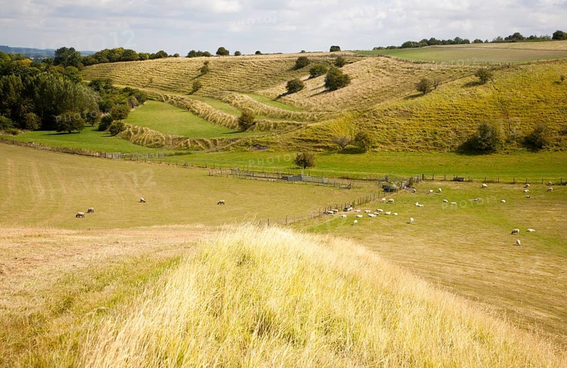 Ancient terraced fields known as strip lynchets cut into a chalk scarp slope at Bishopstone, Wiltshire, England, UK