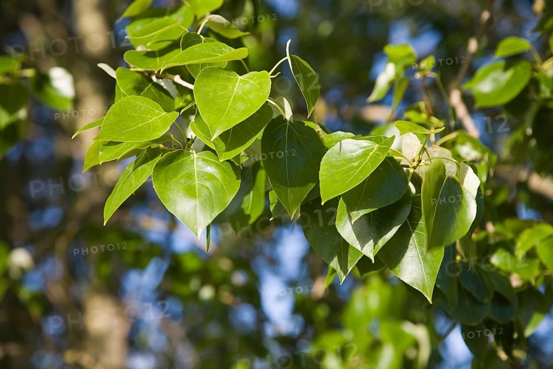 Close up of leaves of Common or Quaking Aspen trees, Populus tremula, Suffolk, England, United Kingdom, Europe