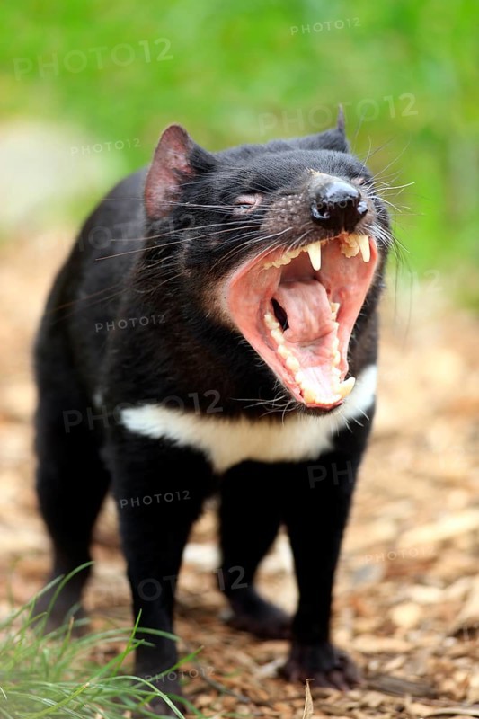 Tasmanian devil (Sarcophilus harrisii), marsupial devil, portrait, threatening, yawning, South Australia, Australia, Oceania