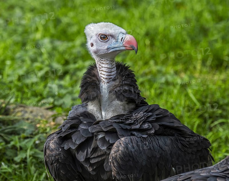 White-headed vulture (Trigonoceps occipitalis) close up portrait, endemic to Africa