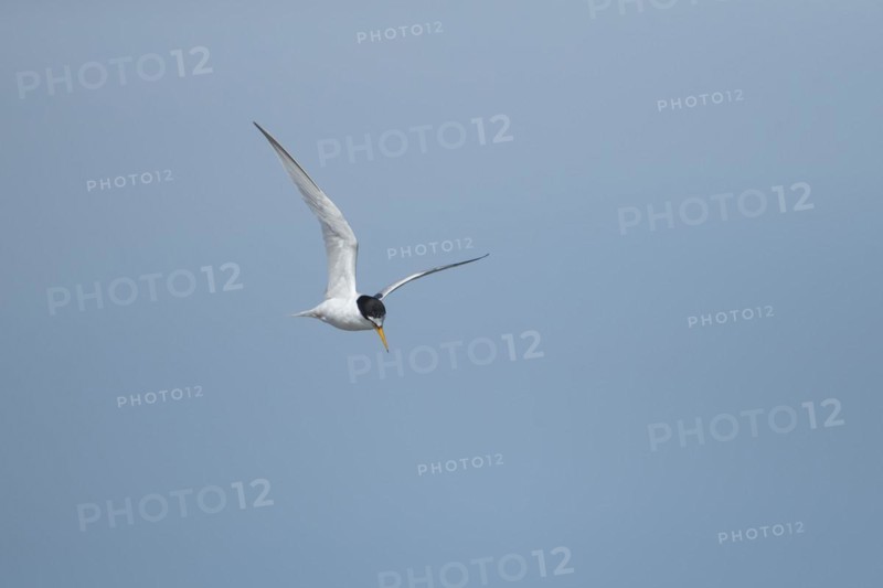 Little tern (Sternula albifrons) adult bird in flight against a blue sky, Suffolk, England, United Kingdom, Europe