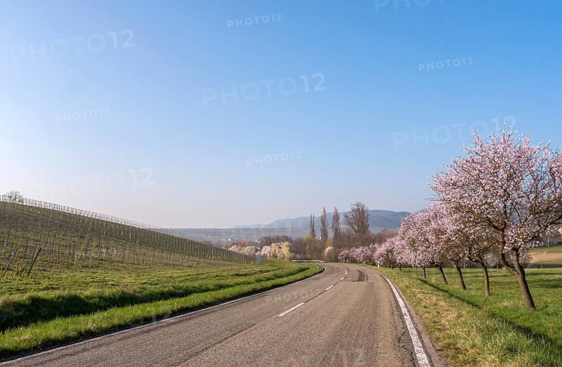 Almond blossom, almond tree (Prunus dulcis), Siebeldingen, German Wine Route, also Southern Wine Route, Southern Palatinate, Palatinate, Rhineland-Palatinate, Germany, Europe
