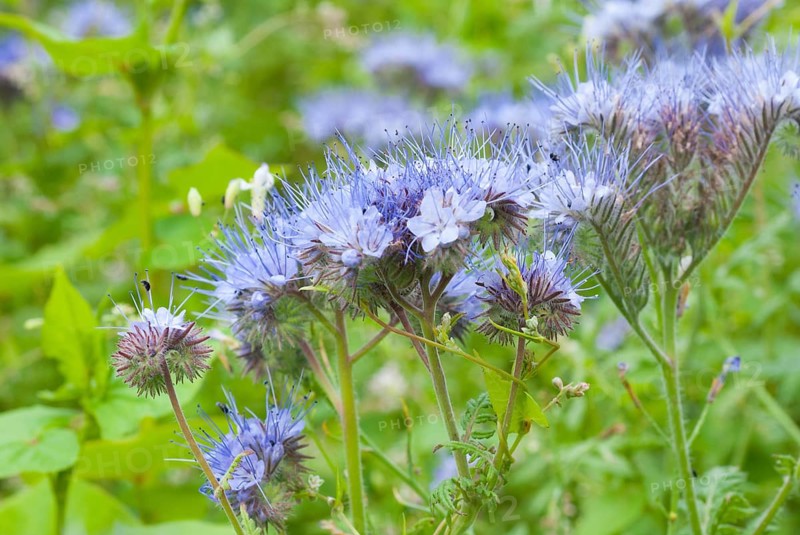 Field with lacy phacelias (Phacelia tanacetifolia) or tufted beauty, tansy-leaved phacelia, tufted flower or bee friend, neophyte, blue inflorescences with very long stamens, macro photo, close-up, Lower Saxony, Germany, Europe