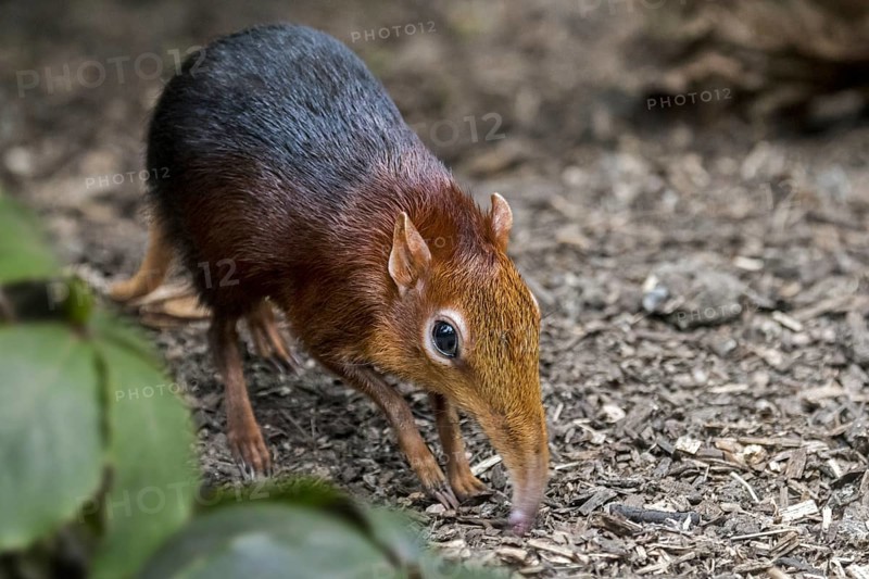 Black and rufous elephant shrew, black and rufous sengi (Rhynchocyon petersi) looking for insects in the ground with long nose, proboscis