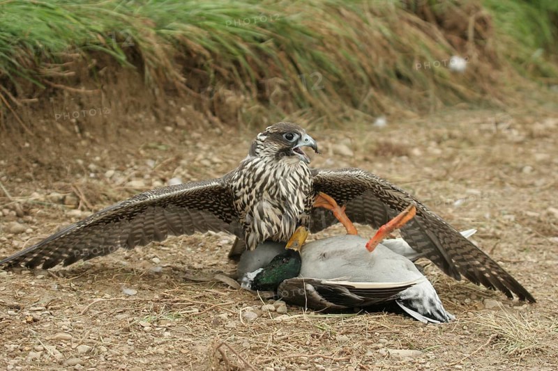 Gerfalcon (Falco rusticolus) young mallard with mallard drake (Anas platyrhynchos) Allgäu, Bavaria, Germany, Allgäu, Bavaria, Germany, Europe