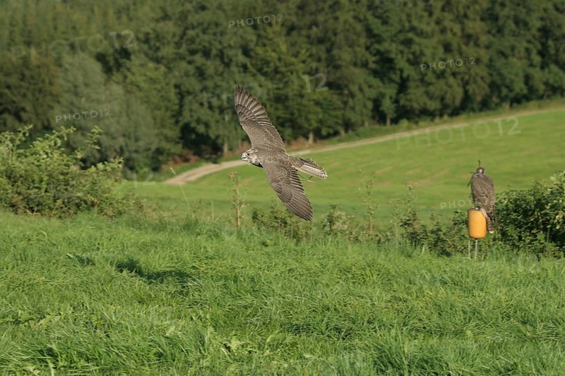 Gerfalcon (Falco rusticolus) young mating bird in training flight, the other one has a break in the meantime, Allgäu, Bavaria, Germany, Allgäu, Bavaria, Germany, Europe