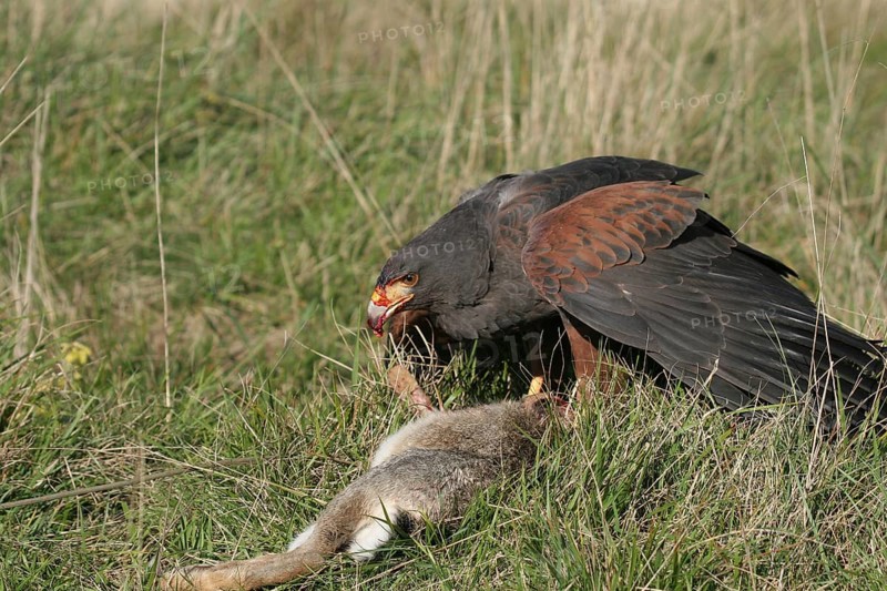 Desert Buzzard, Harris Hawk (Parabuteo unicinctus) Mating bird with beaten wild rabbit (Oryctolagus cuniculus) Bavaria, Germany, Bavaria, Germany, Europe