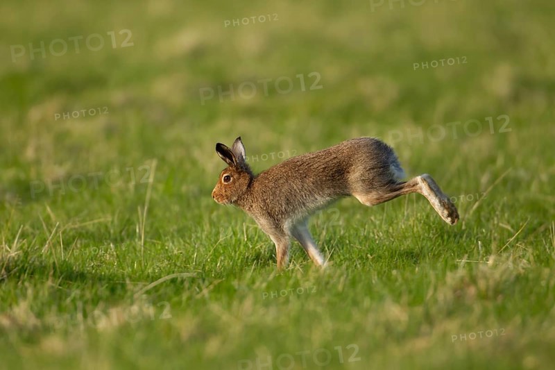 Mountain hare (Lepus timidus) adult animal running across grassland, Scotland, United Kingdom, Europe