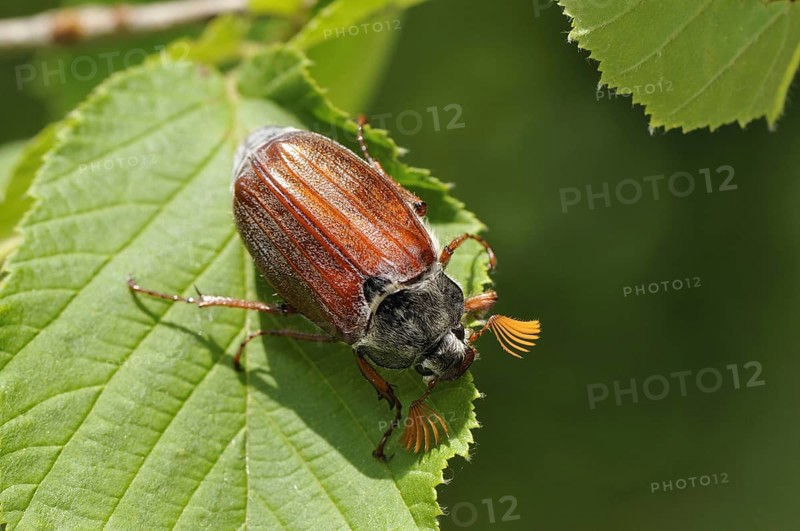 Cockchafer, (Melolontha), Bavaria, Federal Republic of Germany