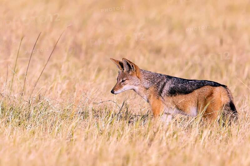 Africa, Botswana, black-backed jackal, Canis mesomelis, Botswana, Botswana, Africa