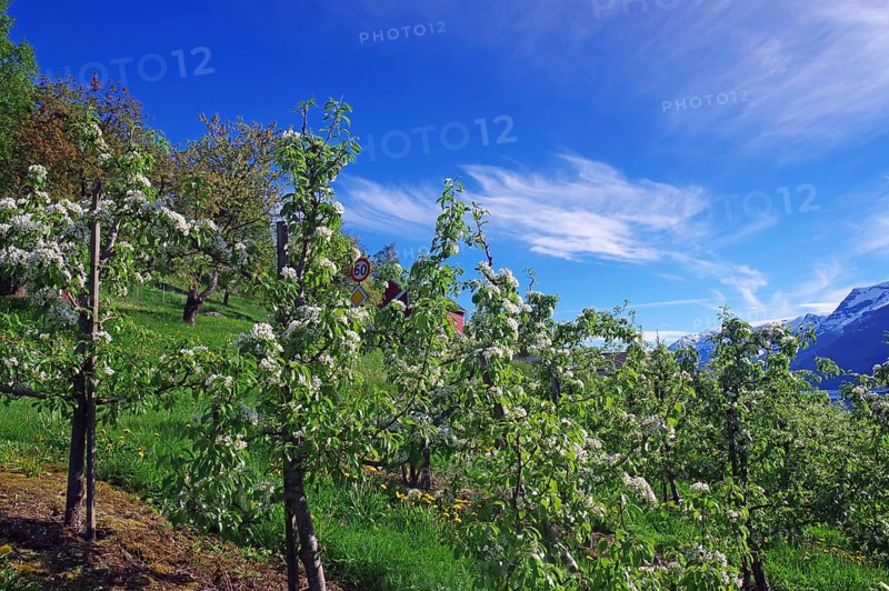 Blossoming apple trees under a clear blue sky in a natural spring landscape, Lofthus, Hardangerfjord, Norway, Europe