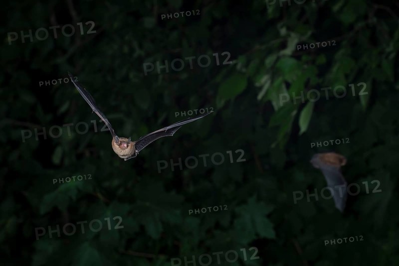 Common pipistrelle (Pipistrellus pipistrellus) hunting insects in front of deciduous forest, Brandenburg, Germany, Europe