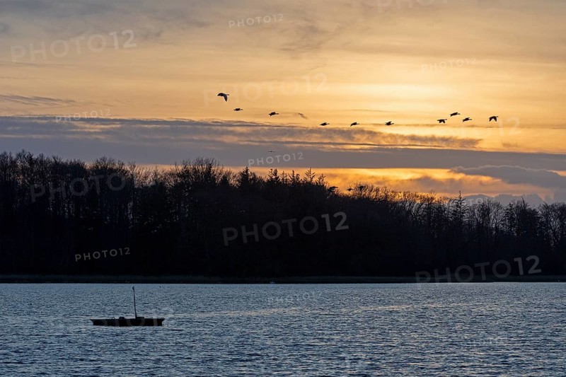Boat, trees, sunset, wild geese in flight, Goldhöft, Geltinger Birk, Gelting, Schleswig-Holstein, Germany, Europe