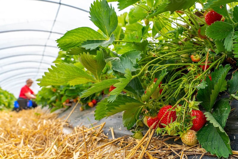 Harvesting strawberries, harvest helper, strawberry cultivation in the open field, under a foil tunnel, young strawberry plants growing up, in different stages of ripeness, near Dormagen, Rhineland, North Rhine-Westphalia, Germany, Europe