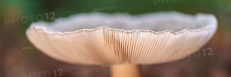 Pearl mushroom (Amanita rubescens), Germany, Europe