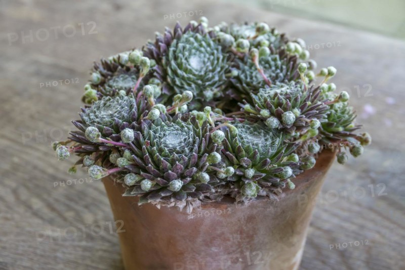 Spiderweb houseleek (Sempervivum arachnoideum), North Rhine-Westphalia, Germany, Europe