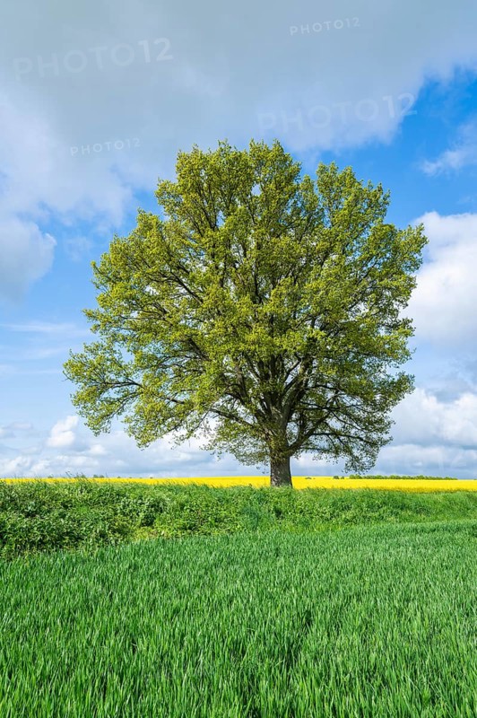 English oak (Quercus robur), solitary tree, in spring, blue sky and white clouds, Thuringia, Germany, Europe