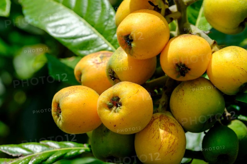 Medlar (Eriobotrya japonica) fruit, Liguria, Italy, Europe