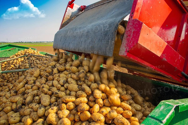 Farmer Hartmut Magin from Mutterstadt harvesting early potatoes in the Palatinate (Mutterstadt, Rhineland-Palatinate)