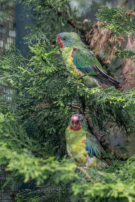 Swallow parakeets (Lathamus dicolor), Walsrode Bird Park, Lower Saxony, Germany, Europe