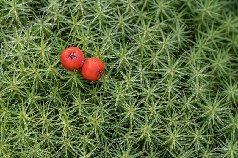 Rowan berries (Sorbus aucuparia) on common wither moss (Polytrichum commune), Emsland, Lower Saxony, Germany, Europe