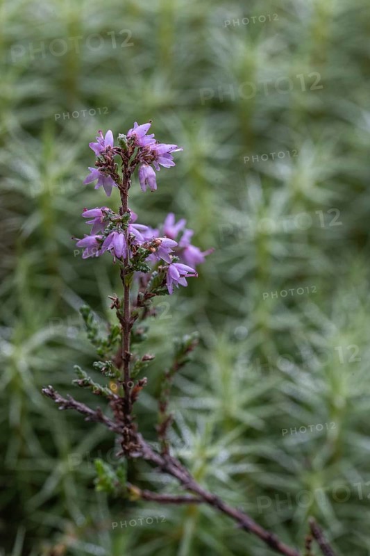 Broom heather (Calluna vulgaris) in common moss (Polytrichum commune), Emsland, Lower Saxony, Germany, Europe